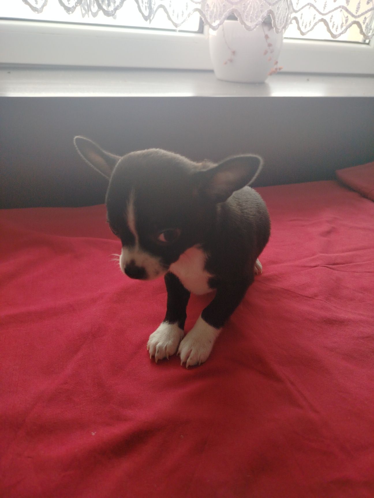 Chihuahua piesek
