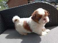 Suczka Shih Tzu z genem czekoladowym