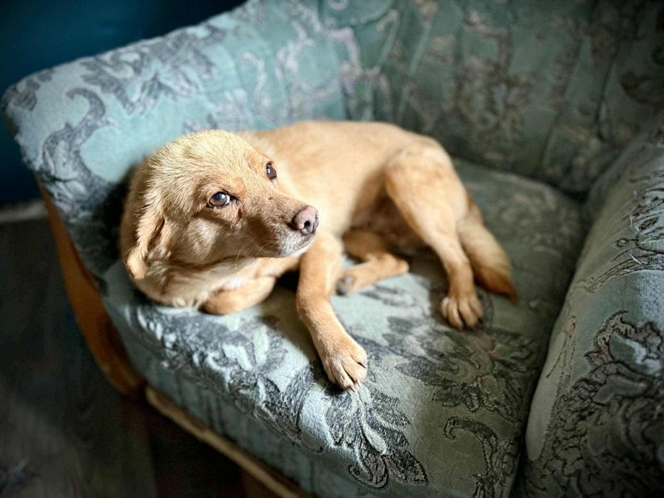 Oddam za darmo, do adopcji, śliczna Misia szuka domu