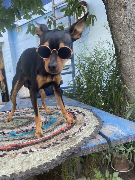 Той терєр в’язка