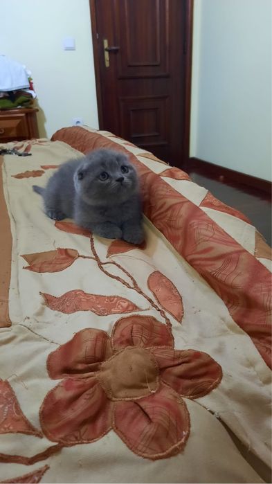Scottish fold criados em ambiente  familiar