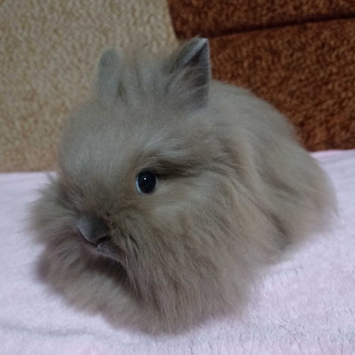 Królik Karzełek Teddy królik Miniaturka gotowe do odbioru króliczki