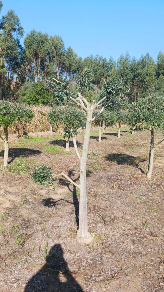 Oliveiras para jardim ou produção