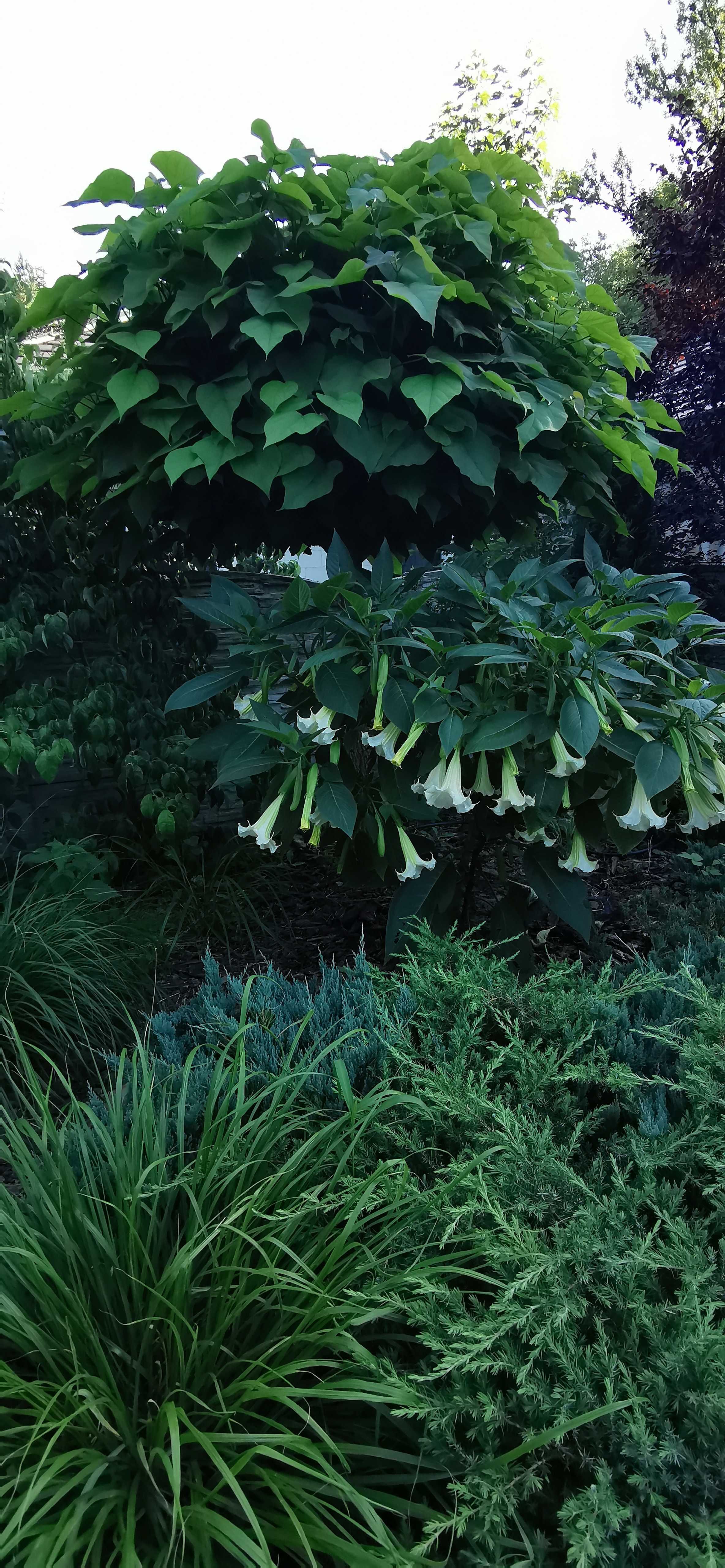 Brugmansja biała pojedyńcza duża GIGANT datura