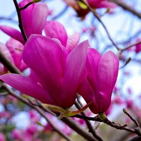 Magnolia 