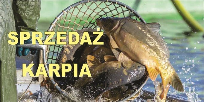 Baner Reklamowy Solidny 2M X 1M Sprzedaż Karpia