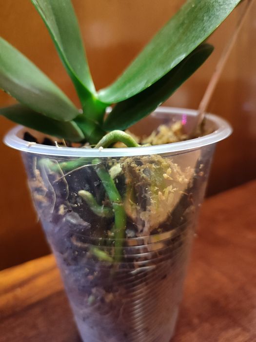 Орхидея пелор- трилипс Trying Shin Smart отцвела.