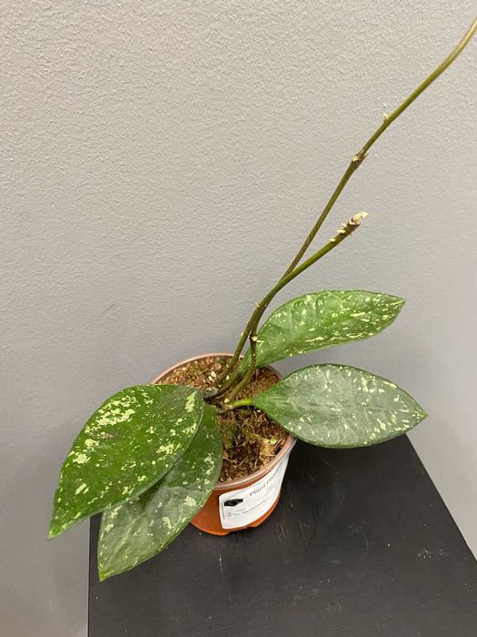 Hoya Rundumensis Splash Hoja