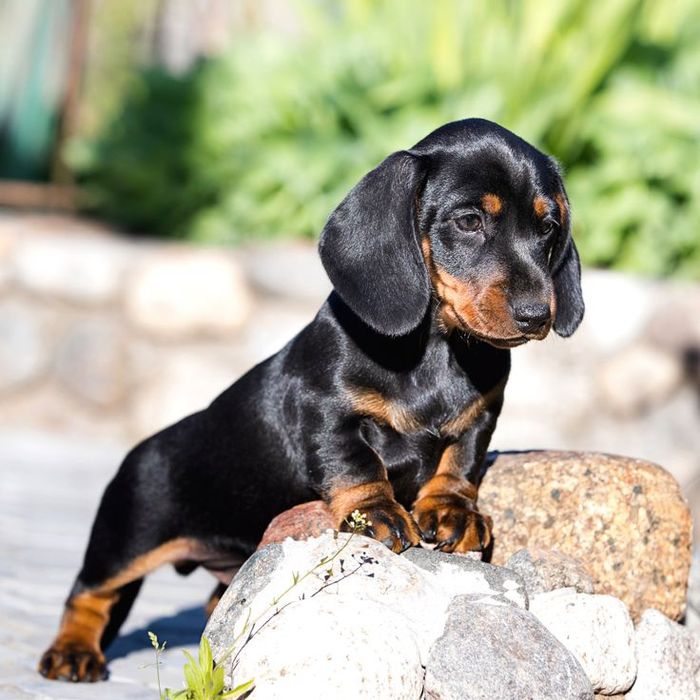 Ефектні чорно-підпалі такси — цуценята, що вражають із першого погляду