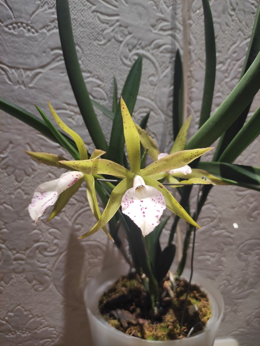 Орхідея брассавола Bc Green Bird квітне