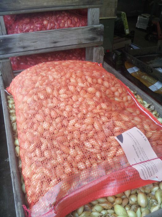 Cebula dymka ozima- żółta- Senshyu Yellow-wysyłka cała Polska