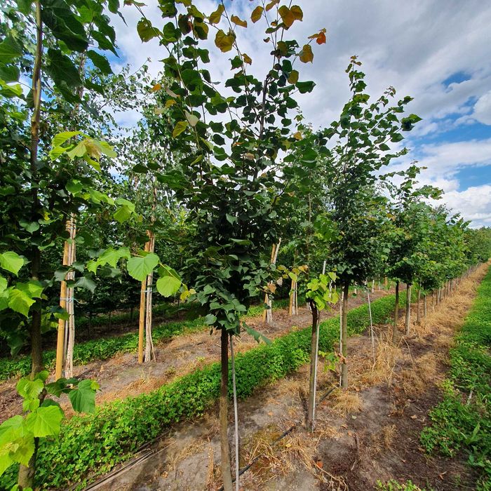 Drzewa alejowe -Klon pospolity, Lipa drobnolistna, Brzoza