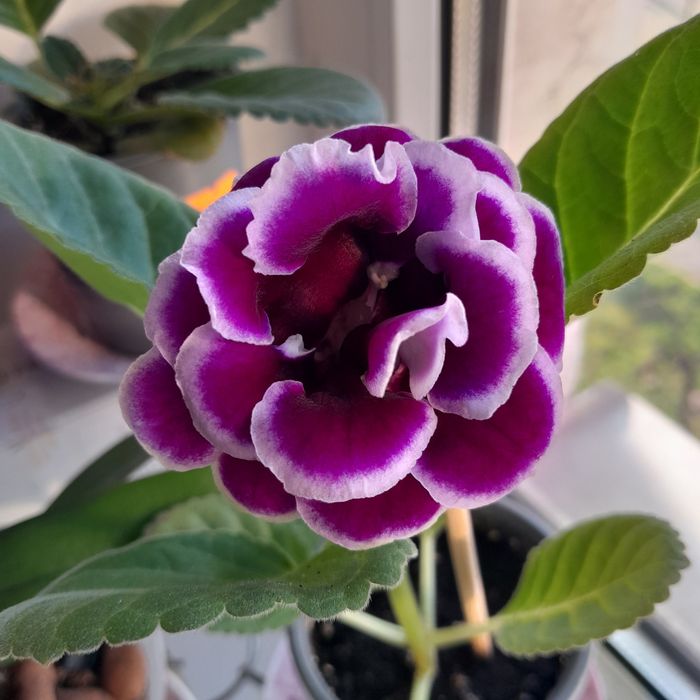 Продам глоксинії