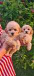 Maltipoo ostatnia suczka