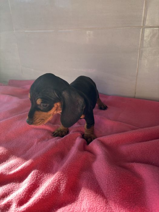 Teckel femea miniatura