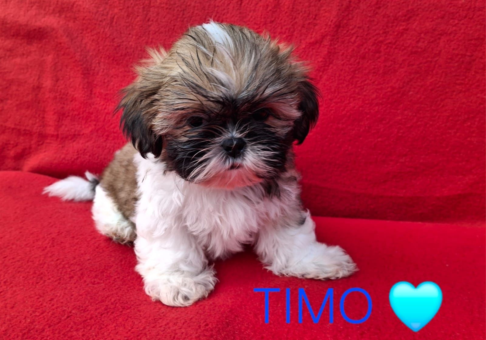 Piesek Shih-Tzu Gotowy do odbioru