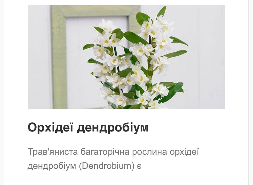 Мрію про різні орхідеї дендробіум, міні, стандарт