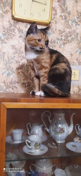 Загубилась кішечка, допоможіть знайти