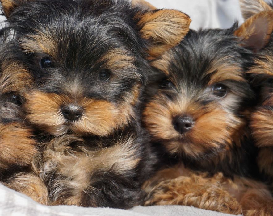 York, Yorkshire Terrier