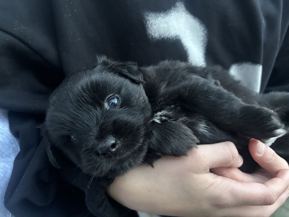 Pieski oddam w dobre rece