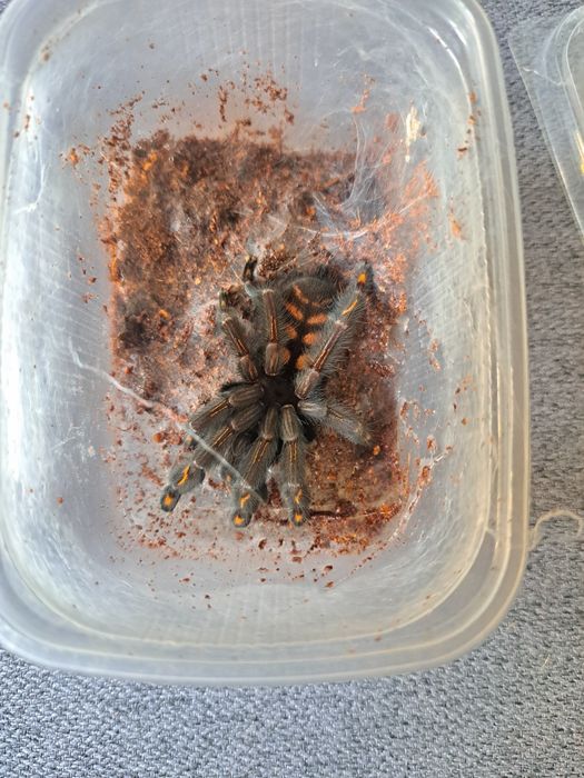 Sprzedam ptasznika samice P.irminia około 4DC! Ostatnie sztuki!