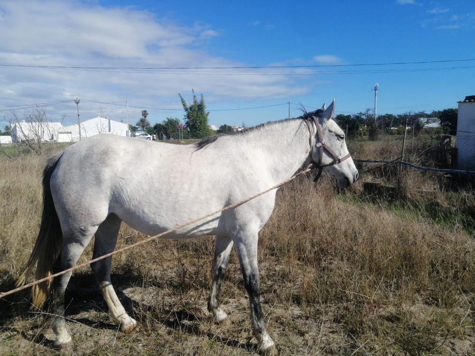 Egua com 6 anos mansa