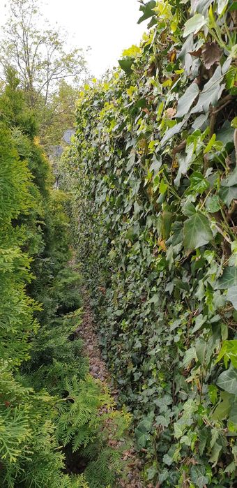 Sadzonki Bluszcz Hedera 15 szt _Wysył