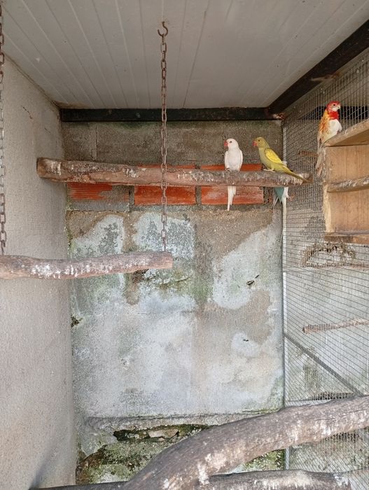 Ring neck fêmeas 2025