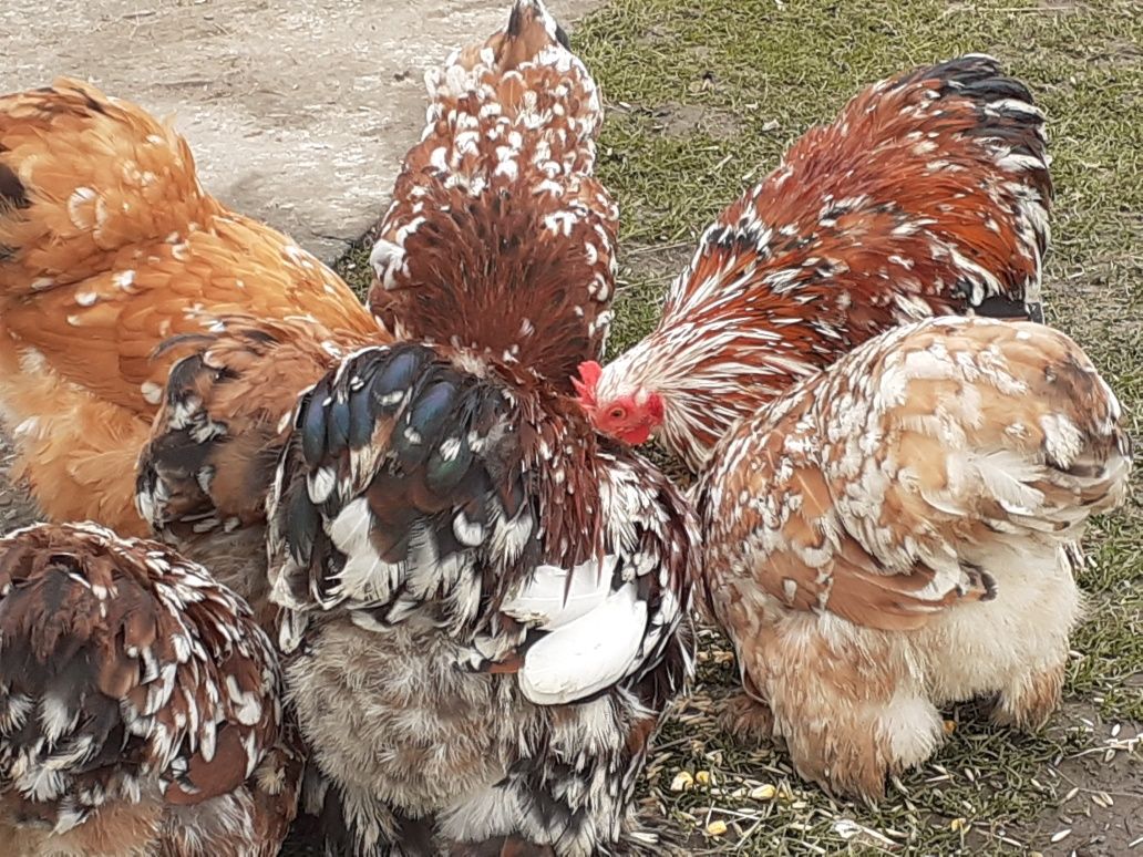 міні мясні кури Кохінхін парцеляновий ситцевий карликовий  інкубаційні