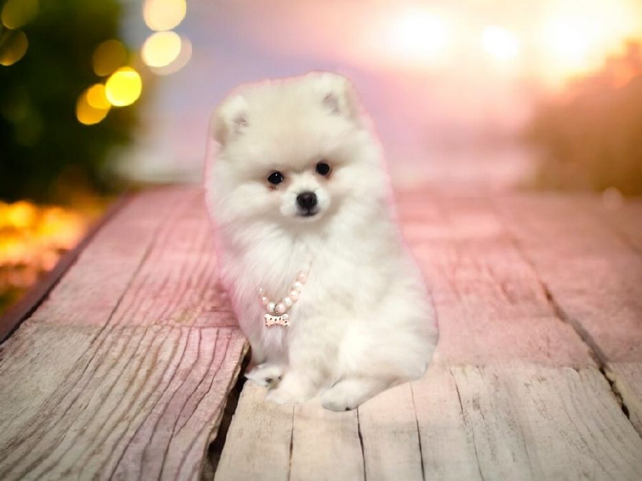 ZKwP Pomeranian szpic miniaturowy