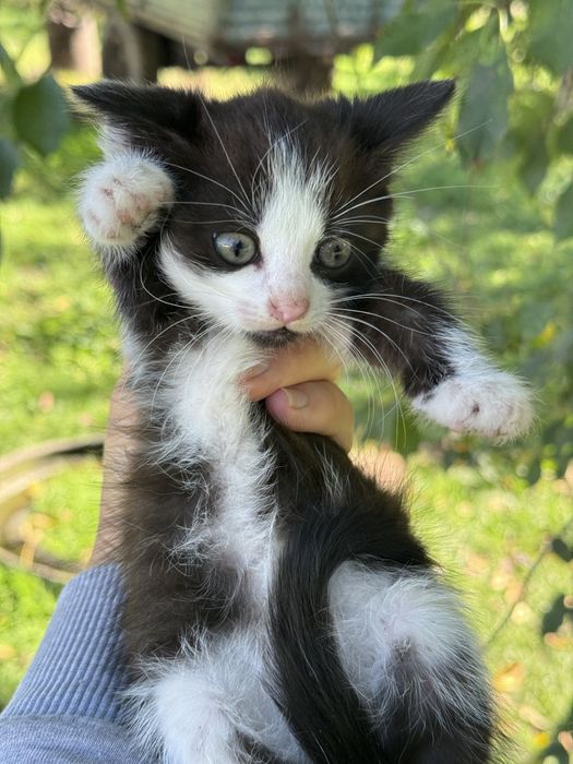 Кошеня в добрі руки