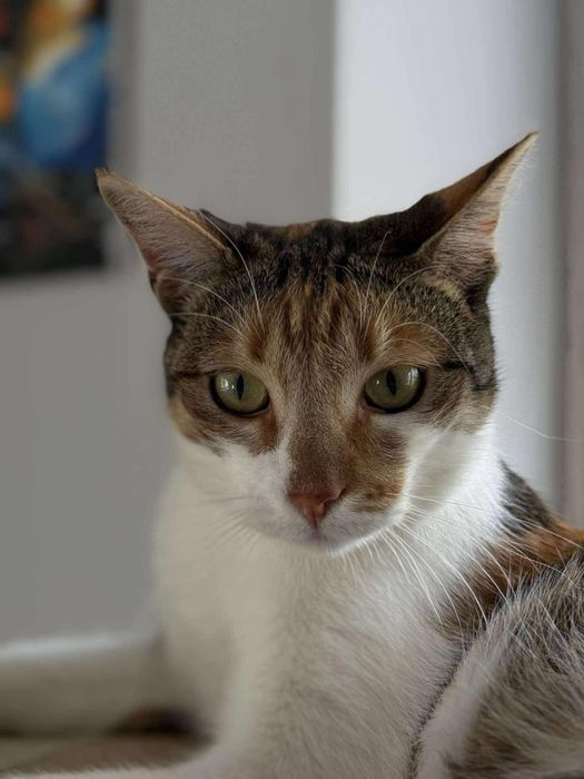 Piękna kocica szuka domu