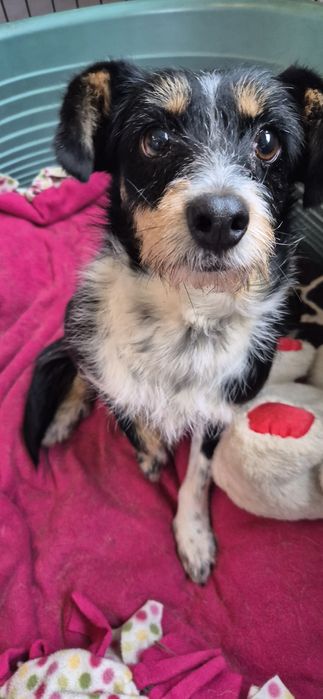 Suczka około dwa lata