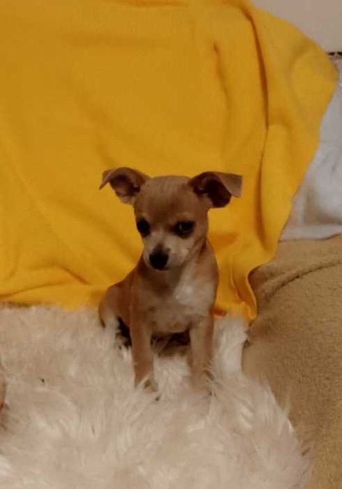 Chihuahua dziewczynka