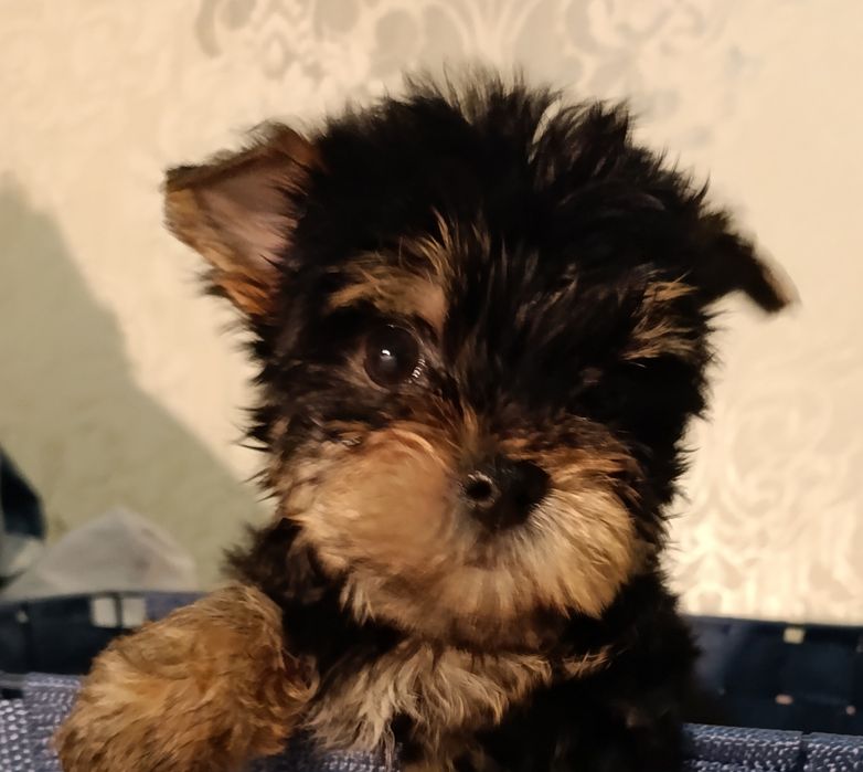 Мини детки йорки