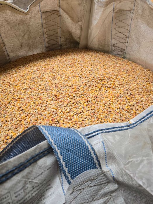 Kukurydza sucha , mielona ,luz