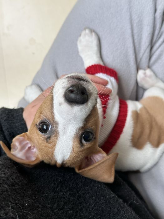 Джек Рассел терʼєр