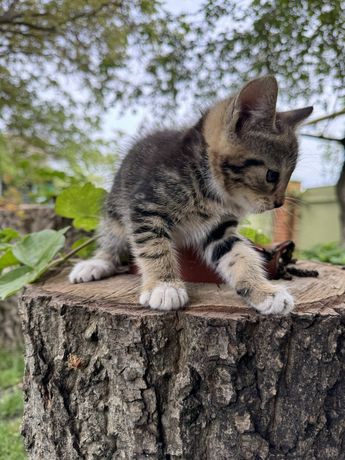 Домашні кошенята в пошуках родини