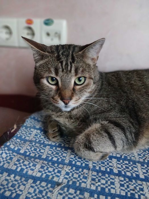 Полосатый шикарный кот Нафаня, 3-4 года