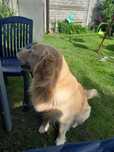 Golden Retriever złote