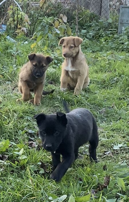 В добрі руки цуценята! 3 місяці