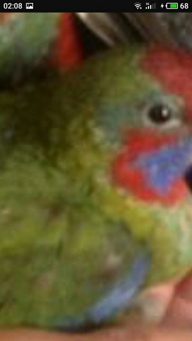 папуга пенантова розелла