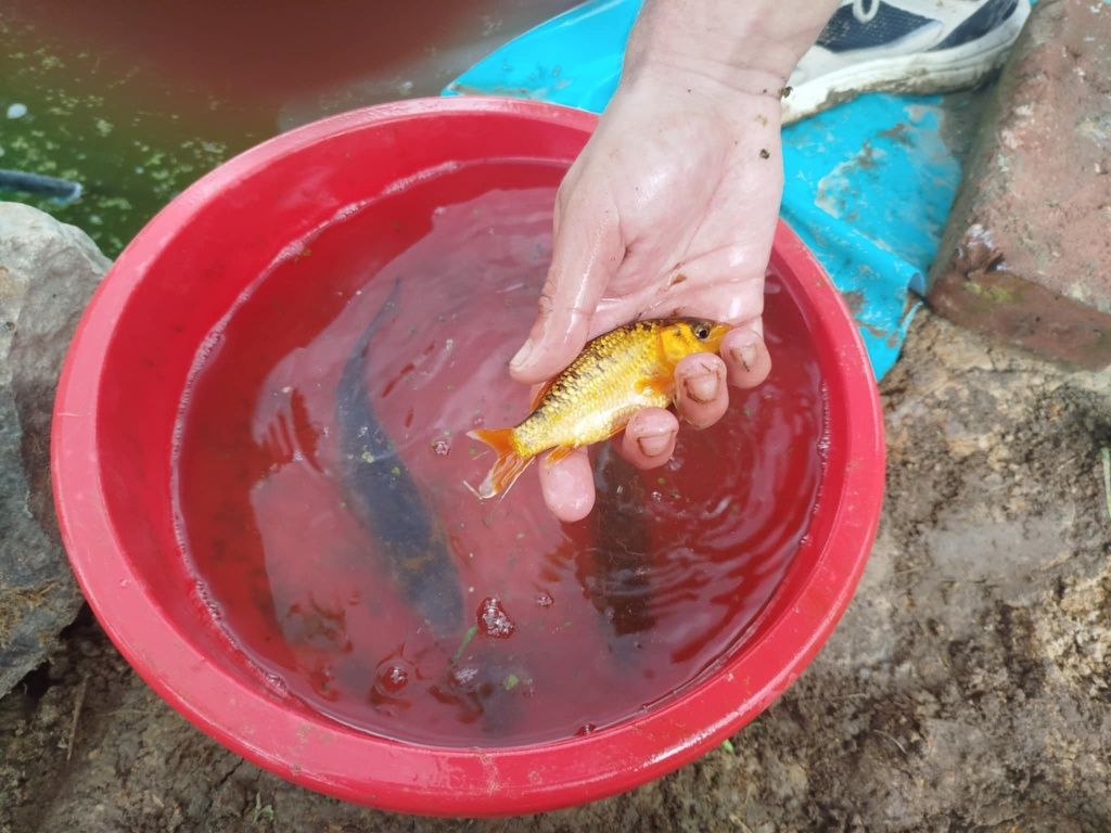 Karp koi karaś kolorowy karaś zwykły