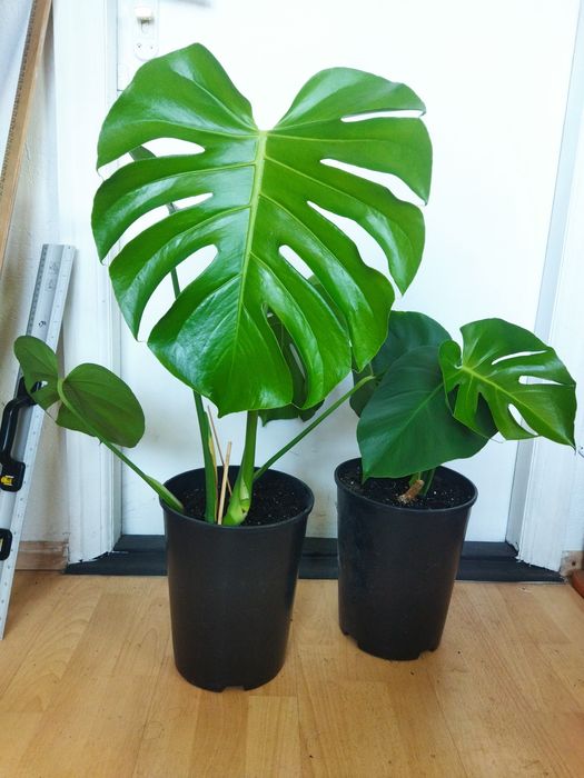 Монстера Делікатесна ліана Monstera deliciosa