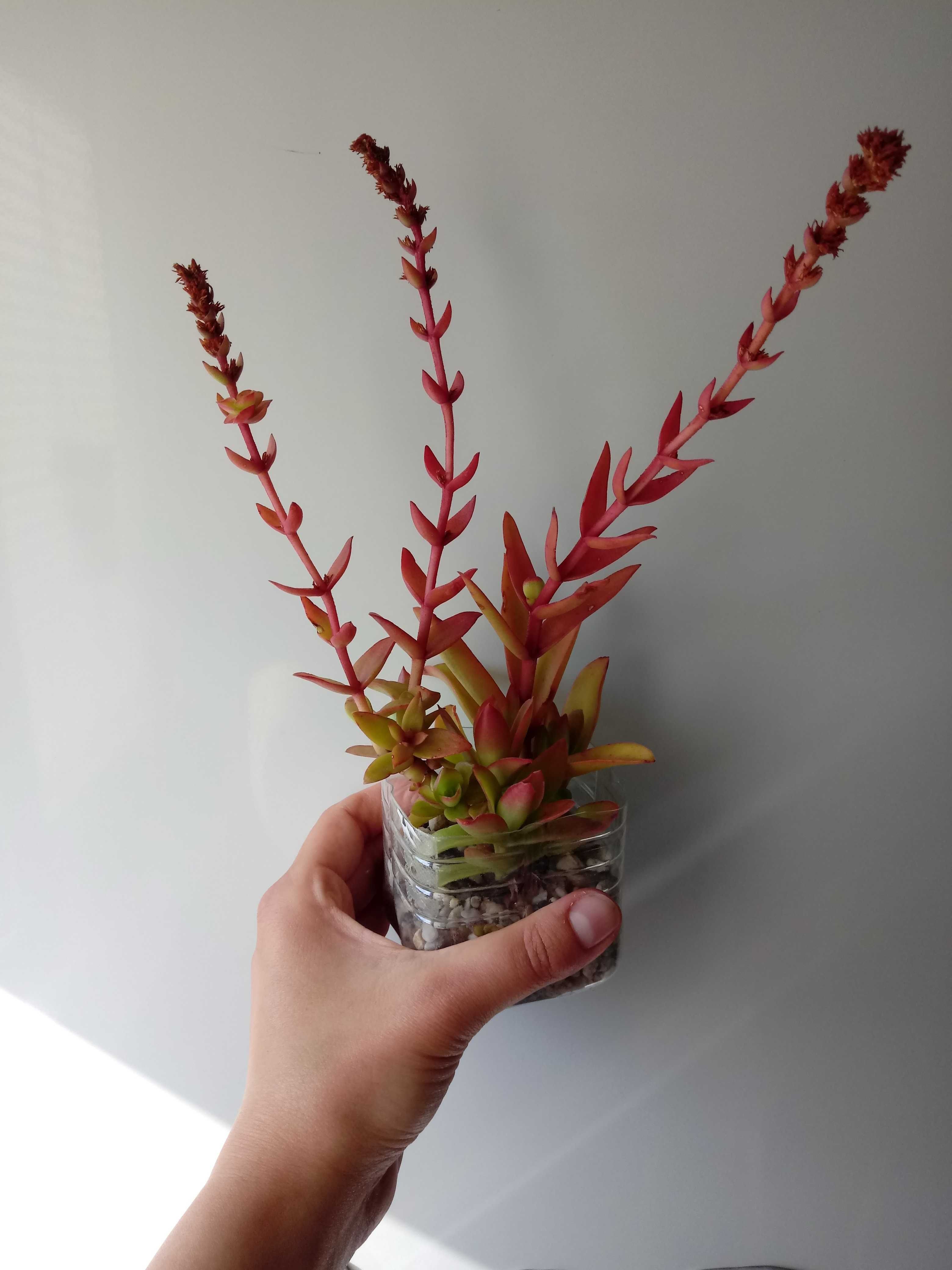 Grubosz Crassula Capitella Campfire czerwony