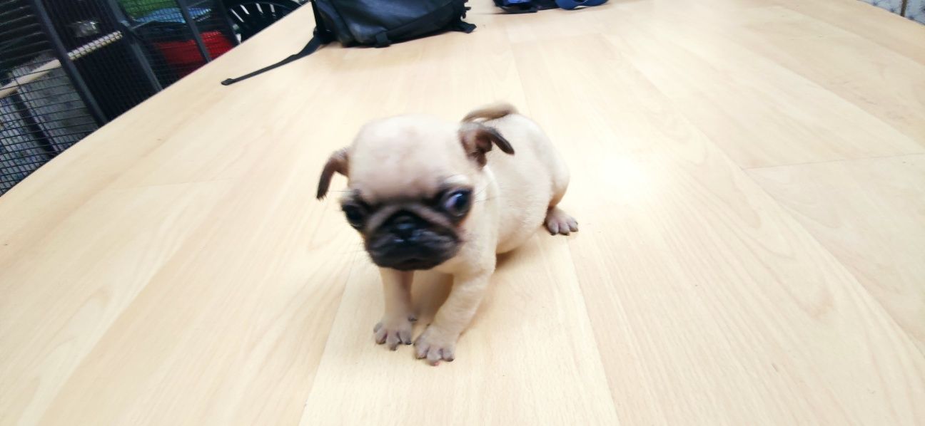 Pug carlin criado em ambiente familiar disponível para entrega imediat