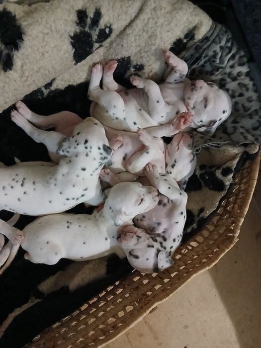 Цуценята далматина