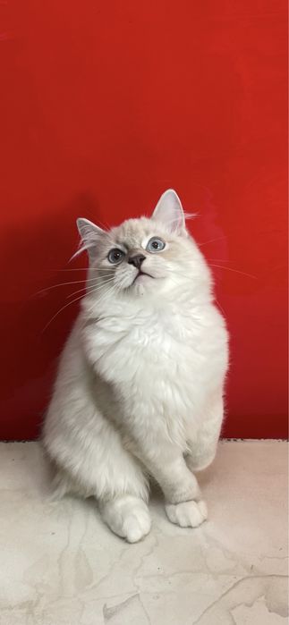 Регдолл, котёнок, кот, Ragdoll