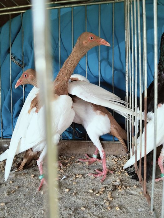 Sprzedam sroki czarne i żółte 2025