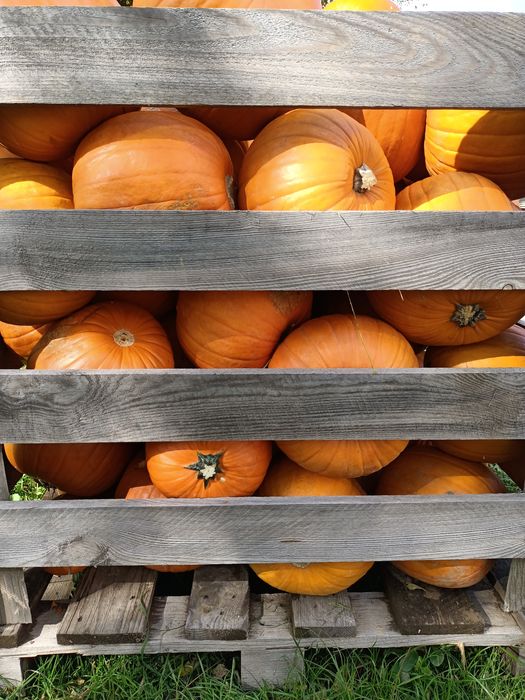 Dynia premium halloween kaliber 4-10kg